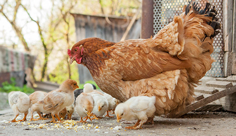 Photo of hen and chicks