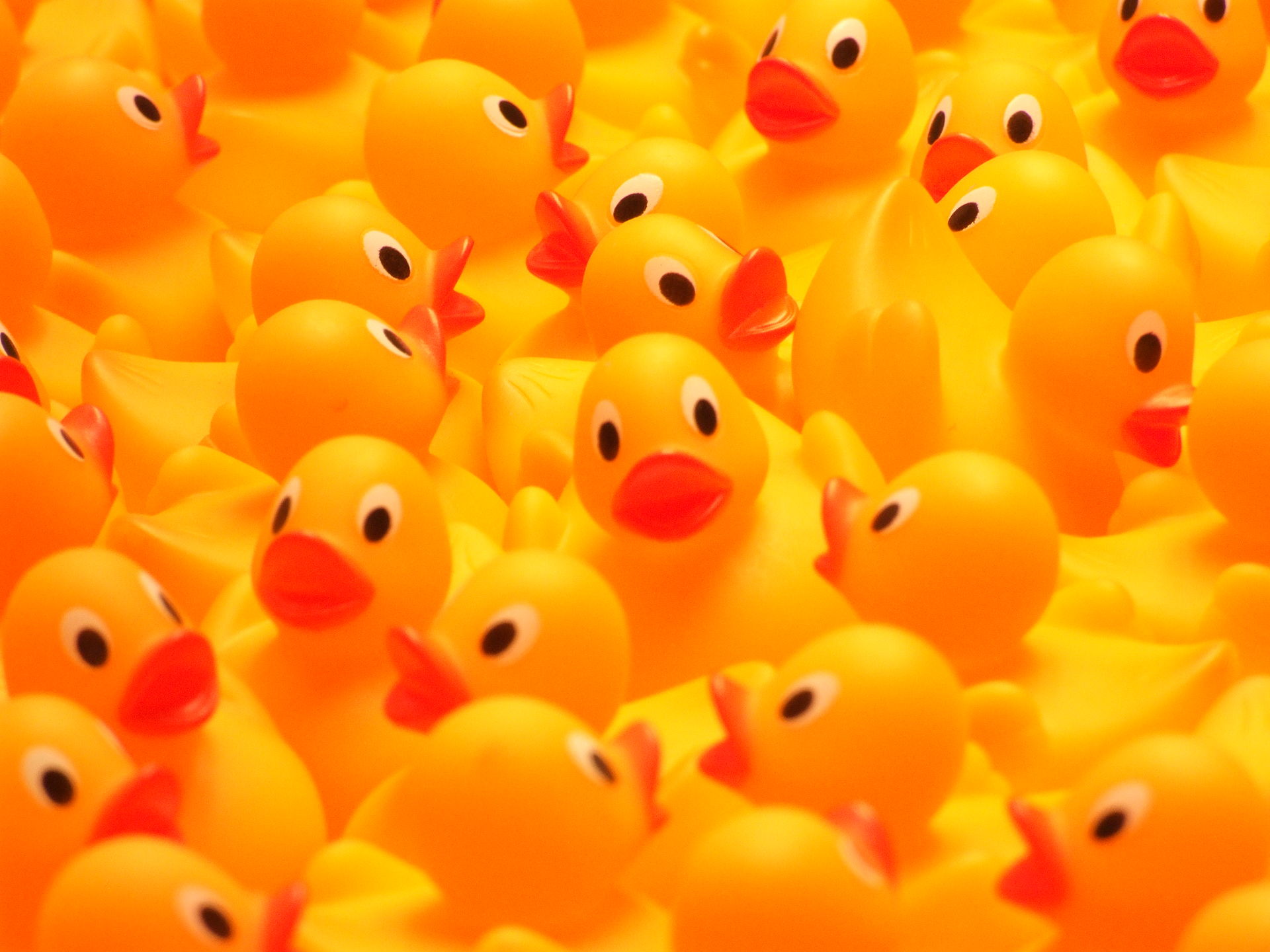 Rubber-ducks.jpg